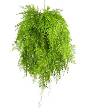 De Kunst hangplant Varen met wortels d80 cm met hangsysteem heeft lange, sierlijke bladeren en is perfect voor een stijlvolle interieurdecoratie tegen een witte achtergrond.
