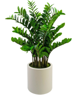 Die fertige Kunstpflanze Zamioculcas, 120 cm hoch mit glänzend grünen Blättern, steht aufrecht in einem schlichten beigen Topf vor einem schlichten weißen Hintergrund.