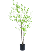 Die Kunstpflanze Enkianthus 150 cm ist eine hohe Topfpflanze mit dünnen Zweigen und kleinen, hellgrünen Blättern vor einem schlichten weißen Hintergrund.