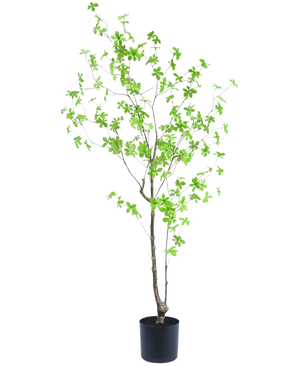 Die Kunstpflanze Enkianthus 150 cm ist eine hohe Topfpflanze mit dünnen Zweigen und kleinen, hellgrünen Blättern vor einem schlichten weißen Hintergrund.