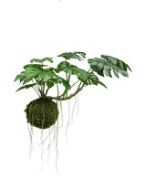 Die künstliche Hängepflanze Monstera Deluxe 60 cm hat große grüne Blätter und lange Wurzeln, die an einer Mooskugel hängen, was vor einem weißen Hintergrund eine tropische Atmosphäre schafft.