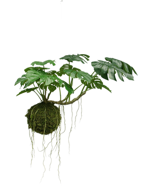 Die künstliche Hängepflanze Monstera Deluxe 60 cm hat große grüne Blätter und lange Wurzeln, die an einer Mooskugel hängen, was vor einem weißen Hintergrund eine tropische Atmosphäre schafft.