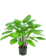 Die Kunstpflanze Calathea Makoyana UV 75 cm rot ist eine Kunstpflanze im Topf mit vielen breiten, leuchtend grünen Blättern mit hellgrünen Streifen, dicht beieinander an mehreren Stielen in einem kleinen schwarzen Topf vor weißem Hintergrund.