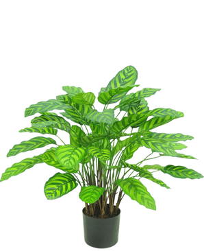 Die Kunstpflanze Calathea Makoyana UV 75 cm rot ist eine Kunstpflanze im Topf mit vielen breiten, leuchtend grünen Blättern mit hellgrünen Streifen, dicht beieinander an mehreren Stielen in einem kleinen schwarzen Topf vor weißem Hintergrund.