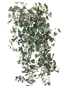 Der künstliche Efeu Deluxe Rich Green-White 90 cm hat üppige grüne und weiß gelappte Blätter an nachlaufenden Stielen, die sich wunderbar von einem schlichten weißen Hintergrund abheben.