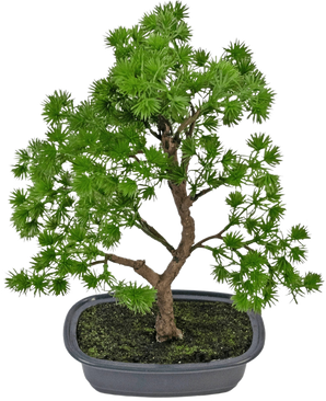 Die künstliche Pflanze Bonsai Wacholder 30 cm hat dichte hellgrüne Blätter und einen gedrehten Stamm, in einem flachen grauen Topf mit dunkler Erde, vor einem schlichten weißen Hintergrund.