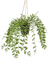 Die künstliche Hängepflanze Pumila im 30-cm-Topf hat grüne Ranken mit ovalen Blättern, die an drei Schnüren vor einem schlichten weißen Hintergrund hängen.