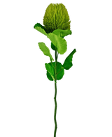 Die Kunstblume Banksia 59 cm grün ist eine einzelne grüne Seidenblume mit einer flauschigen, runden Blüte und gezackten Blättern an einem langen Stiel – ideal für jede künstliche Blumendekoration und wunderschön vor einem schlichten weißen Hintergrund.