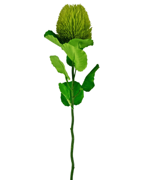 Die Kunstblume Banksia 59 cm grün ist eine einzelne grüne Seidenblume mit einer flauschigen, runden Blüte und gezackten Blättern an einem langen Stiel – ideal für jede künstliche Blumendekoration und wunderschön vor einem schlichten weißen Hintergrund.