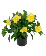 Die Kunstpflanze Gardenia UV 39 cm ist eine üppig grüne Kunstpflanze mit großen, leuchtend gelben Blüten und glänzenden Blättern in einem schwarzen Topf vor einem schlichten weißen Hintergrund.