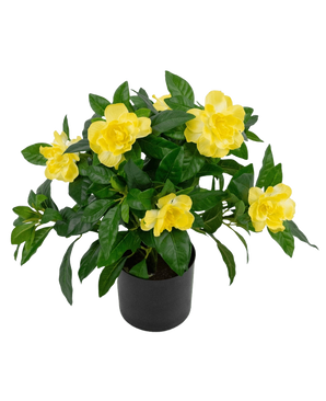 Die Kunstpflanze Gardenia UV 39 cm ist eine üppig grüne Kunstpflanze mit großen, leuchtend gelben Blüten und glänzenden Blättern in einem schwarzen Topf vor einem schlichten weißen Hintergrund.
