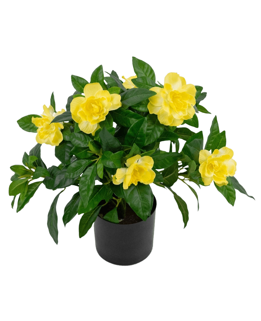 Die Kunstpflanze Gardenia UV 39 cm ist eine üppig grüne Kunstpflanze mit großen, leuchtend gelben Blüten und glänzenden Blättern in einem schwarzen Topf vor einem schlichten weißen Hintergrund.