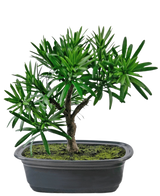 Die Kunstpflanze Bonsai Podocarpus 20 cm hat dichte grüne Blätter und einen schlanken Stamm in einem flachen ovalen schwarzen Topf mit Mooserde vor einem weißen Hintergrund.