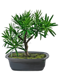 Künstliche Pflanze Bonsai Podocarpus 20 cm
