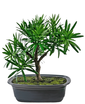 Die Kunstpflanze Bonsai Podocarpus 20 cm hat dichte grüne Blätter und einen schlanken Stamm in einem flachen ovalen schwarzen Topf mit Mooserde vor einem weißen Hintergrund.