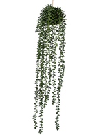 Die künstliche Hängepflanze Senecio Ball 71 cm hat lange, gewundene grüne Ranken, die oben aus einem runden Büschel hervorgehen, perfekt, um Grün vor einem schlichten weißen Hintergrund hinzuzufügen.