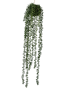 Die künstliche Hängepflanze Senecio Ball 71 cm hat lange, gewundene grüne Ranken, die oben aus einem runden Büschel hervorgehen, perfekt, um Grün vor einem schlichten weißen Hintergrund hinzuzufügen.