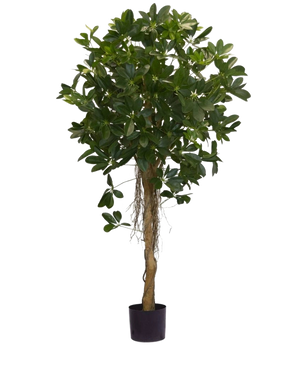 Die Kunstpflanze Schefflera kleine Blätter 150 cm hat einen hohen gedrehten Stamm und dichte Büschel dunkelgrüner Blätter vor einem schlichten weißen Hintergrund. Ideal, um Ihrem Interieur eine frische Note zu verleihen oder in stilvollen dekorativen Töpfen zu präsentieren.