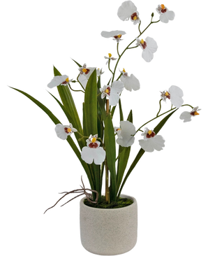 Das künstliche Oncidium Real Touch 48 cm weiß hat lebensechte weiße Orchideen mit grünen Blättern, wunderschön arrangiert in einem schlichten, runden, hellen Keramiktopf.