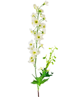 Die künstliche Blume Delphinium 79 cm weiß hat einen einzelnen Stiel aus weißen Ritterspornblüten mit grünen Blättern und Knospen, isoliert auf einem weißen Hintergrund.