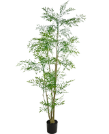 Der künstliche Ruscus 210 cm ist eine hohe Kunstpflanze mit schlanken grünen Blättern und mehreren dünnen, braunen Stielen in einem kleinen schwarzen Topf vor einem schlichten weißen Hintergrund.