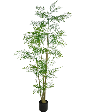 Der künstliche Ruscus 210 cm ist eine hohe Kunstpflanze mit schlanken grünen Blättern und mehreren dünnen, braunen Stielen in einem kleinen schwarzen Topf vor einem schlichten weißen Hintergrund.