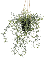 Die künstliche Hängepflanze Senecio mit Topf 35 cm hat lange, hängende grüne Stängel mit bananenförmigen Sukkulentenblättern in einem schwarzen Topf, die an einem braunen Seil vor einem weißen Hintergrund hängen.