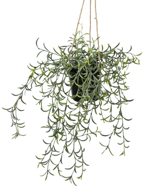 Die künstliche Hängepflanze Senecio mit Topf 35 cm hat lange, hängende grüne Stängel mit bananenförmigen Sukkulentenblättern in einem schwarzen Topf, die an einem braunen Seil vor einem weißen Hintergrund hängen.