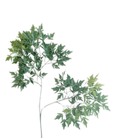 Das künstliche Blatt Ming Aralia 50 cm grün feuerhemmend ist eine hohe, schlanke Kunstpflanze mit dünnen Stielen und Büscheln grüner Blätter mit gezackten Rändern vor einem schlichten weißen Hintergrund.