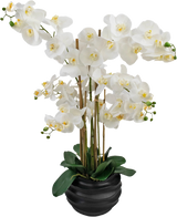 Die künstliche Orchidee Real Touch 85 cm weiß hat große weiße Orchideenblüten mit gelbem Herzen und glänzend grünen Blättern, wunderschön arrangiert in einem schwarzen Keramiktopf.