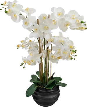 Die künstliche Orchidee Real Touch 85 cm weiß hat große weiße Orchideenblüten mit gelbem Herzen und glänzend grünen Blättern, wunderschön arrangiert in einem schwarzen Keramiktopf.