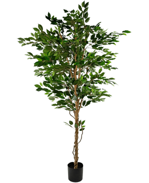 Die Kunstpflanze Ficus Green 210 cm ist ein hoher Kunstbaum mit grünen Blättern und mehreren schlanken braunen Stämmen, in einem kompakten schwarzen Topf auf einem schlichten weißen Hintergrund.