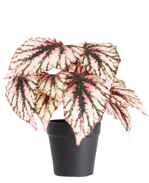 Die künstliche Begonie im Topf Lila UV 25 cm hat große, herzförmige Blätter in den Farben Rosa, Grün und Creme und wird in einem kleinen schwarzen Topf vor einem schlichten weißen Hintergrund geliefert.