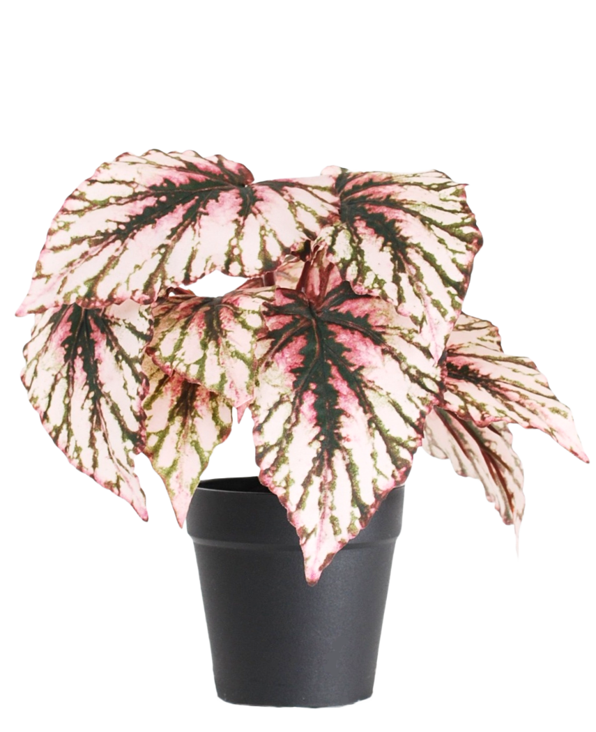 Die künstliche Begonie im Topf Lila UV 25 cm hat große, herzförmige Blätter in den Farben Rosa, Grün und Creme und wird in einem kleinen schwarzen Topf vor einem schlichten weißen Hintergrund geliefert.