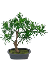 Die Kunstpflanze Bonsai Podocarpus 30 cm besteht aus einem kleinen Topfbonsai mit einem dicken braunen Stamm und dichten, schmalen grünen Blättern in einem rechteckigen grauen Topf, der mit Mooserde gefüllt ist.