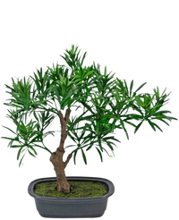 Künstliche Pflanze Bonsai Podocarpus 30 cm