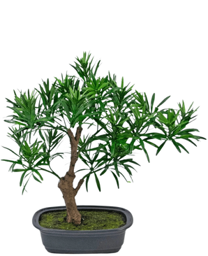 Die Kunstpflanze Bonsai Podocarpus 30 cm besteht aus einem kleinen Topfbonsai mit einem dicken braunen Stamm und dichten, schmalen grünen Blättern in einem rechteckigen grauen Topf, der mit Mooserde gefüllt ist.