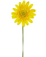 Die künstliche Blume Gerbera 53 cm gelb ist ein einzelnes gelbes künstliches Gänseblümchen mit einem grünen Herzen und einem langen grünen Stiel vor einem schlichten weißen Hintergrund.