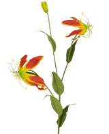 Die Kunstblume Gloriosa 81 cm rot/gelb hat zwei offene rote und gelbe Gloriosa-Lilienblüten, eine geschlossene Knospe und eine Reihe langer grüner Blätter, alles vor einem schlichten weißen Hintergrund.