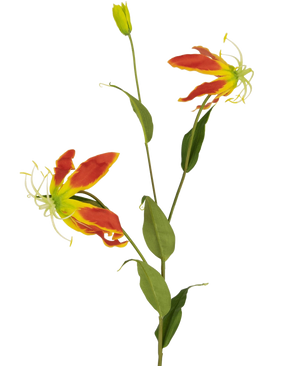 Die Kunstblume Gloriosa 81 cm rot/gelb hat zwei offene rote und gelbe Gloriosa-Lilienblüten, eine geschlossene Knospe und eine Reihe langer grüner Blätter, alles vor einem schlichten weißen Hintergrund.