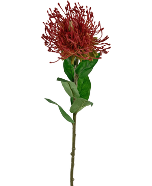 Die künstliche Blumen-Protea 73 cm rot besteht aus einem einzelnen roten Nadelkissen-Protea mit stacheligen Blütenblättern und grünen Blättern auf einem langen, dünnen Stiel vor einem weißen Hintergrund.