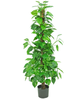 Die Kunstpflanze Pothos 150 cm ist eine hohe Kunstpflanze mit glänzend grünen Blättern auf einem zentralen braunen Stiel, in einem kleinen schwarzen Topf vor einem schlichten weißen Hintergrund.