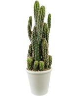 Der künstliche Kaktus 62 cm hat hohe, grüne, aufrechte Stiele mit Stacheln und wird in einem weißen Topf mit Kieselsteinen vor einem schlichten weißen Hintergrund geliefert.