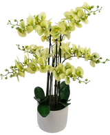 Die künstliche Orchidee Real Touch 81 cm grün hat hellgrüne Orchideenblüten mit dunkelgrünen Blättern in einem hellgrauen Topf vor einem weißen Hintergrund.
