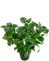 Die Kunstpflanze Golden Vine im Topf 40 cm hat üppige, herzförmige grüne Blätter mit gelben Farbtönen vor einem schlichten weißen Hintergrund.