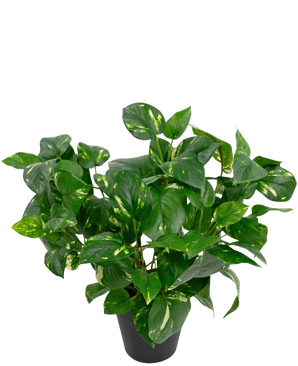 Die Kunstpflanze Golden Vine im Topf 40 cm hat üppige, herzförmige grüne Blätter mit gelben Farbtönen vor einem schlichten weißen Hintergrund.