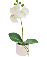Die künstliche Orchidee Real Touch 30 cm weiß hat lebensechte weiße Orchideenblüten und grüne Blätter in einem kleinen weißen Topf, perfekt, um jedem Raum Eleganz zu verleihen.