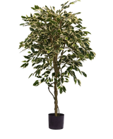 Die Kunstpflanze Ficus bunt 150 cm hat bunte grün-weiße Blätter und einen gedrehten Stamm, in einem schlichten schwarzen Topf vor einem schlichten weißen Hintergrund.
