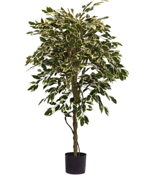 Die Kunstpflanze Ficus bunt 150 cm hat bunte grün-weiße Blätter und einen gedrehten Stamm, in einem schlichten schwarzen Topf vor einem schlichten weißen Hintergrund.